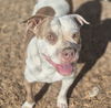 adoptable Dog in  named PRETTY