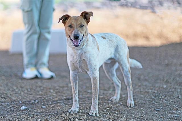 adoptable Dog in Albuquerque, NM named GOOFY