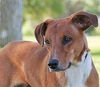 adoptable Dog in  named GIDEON