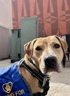 adoptable Dog in , NM named SADIE