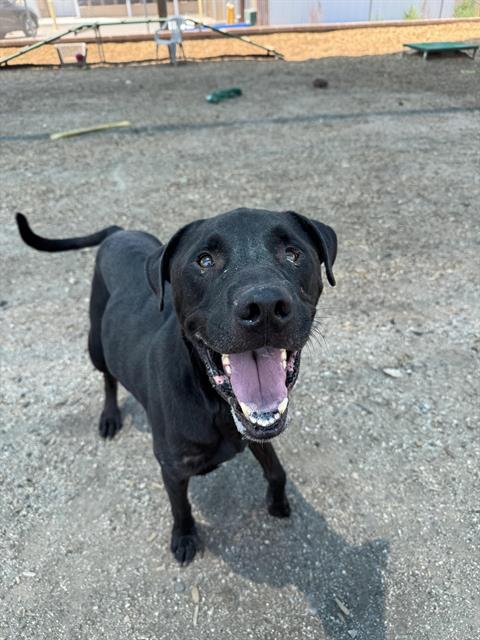 adoptable Dog in Albuquerque, NM named BIG MAVERICK