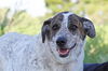 adoptable Dog in  named HAROLD