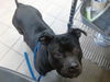 adoptable Dog in  named DARLA