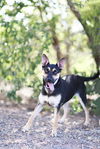 adoptable Dog in  named MISSUS MISS