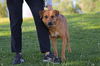 adoptable Dog in  named GRETEL