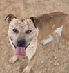 adoptable Dog in  named BRUCE