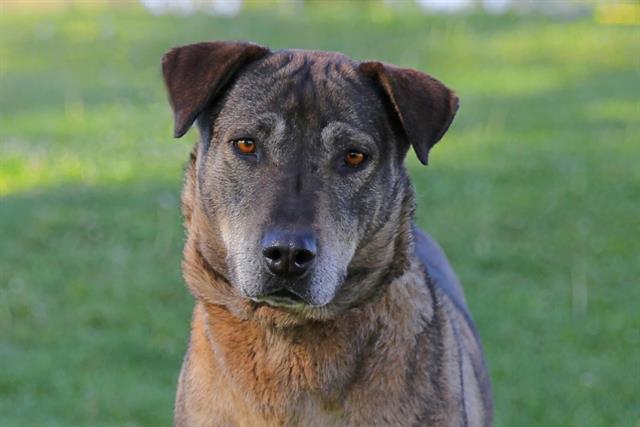 adoptable Dog in Albuquerque, NM named TRIXY