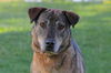 adoptable Dog in  named TRIXY
