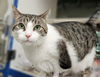 adoptable Cat in  named WINTER