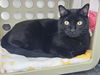 adoptable Cat in , NM named SUMMER