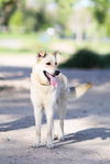 adoptable Dog in  named NALA