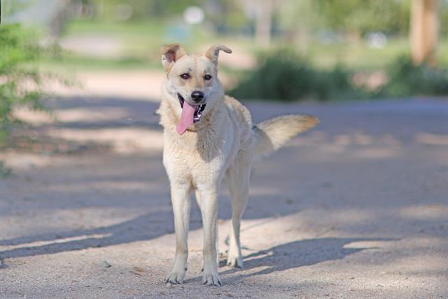 adoptable Dog in Albuquerque, NM named NALA