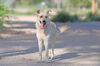adoptable Dog in  named NALA