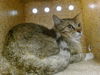 adoptable Cat in , NM named BIG SEAN
