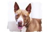 adoptable Dog in  named BLUE