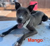adoptable Dog in  named MANGO