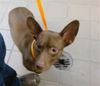 adoptable Dog in , NM named BEAR