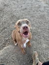 adoptable Dog in  named LALA