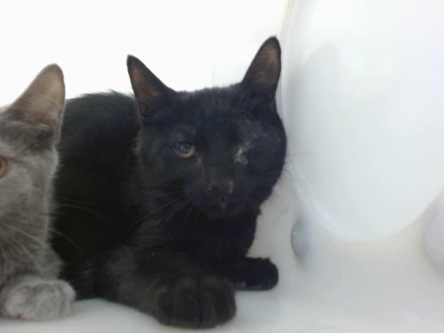 adoptable Cat in Albuquerque, NM named BATMAN