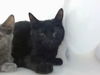 adoptable Cat in , NM named BATMAN