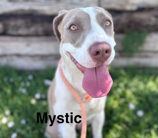 adoptable Dog in Albuquerque, NM named MYSTIC