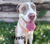 adoptable Dog in  named MYSTIC
