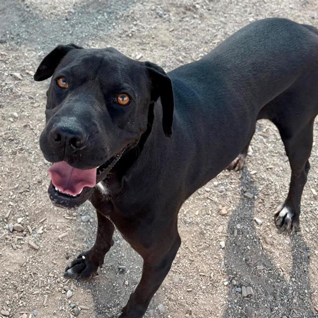 adoptable Dog in Albuquerque, NM named MISSY