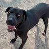 adoptable Dog in  named MISSY