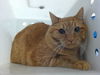 adoptable Cat in  named SIMBA