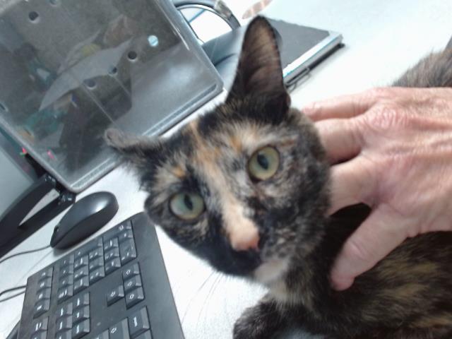 adoptable Cat in Albuquerque, NM named ANN WILSON