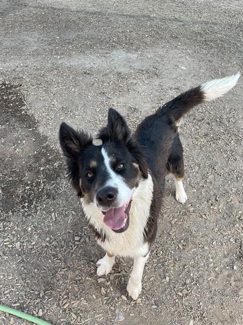 adoptable Dog in Albuquerque, NM named SCAN