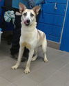 adoptable Dog in  named CAROL