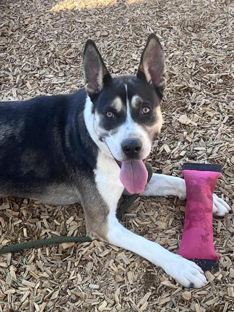adoptable Dog in Albuquerque, NM named TOMMY