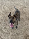 adoptable Dog in , NM named BRUCE