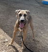 adoptable Dog in  named LEO