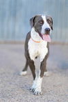 adoptable Dog in  named ANDROMEDA