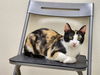 adoptable Cat in , NM named ARBOR
