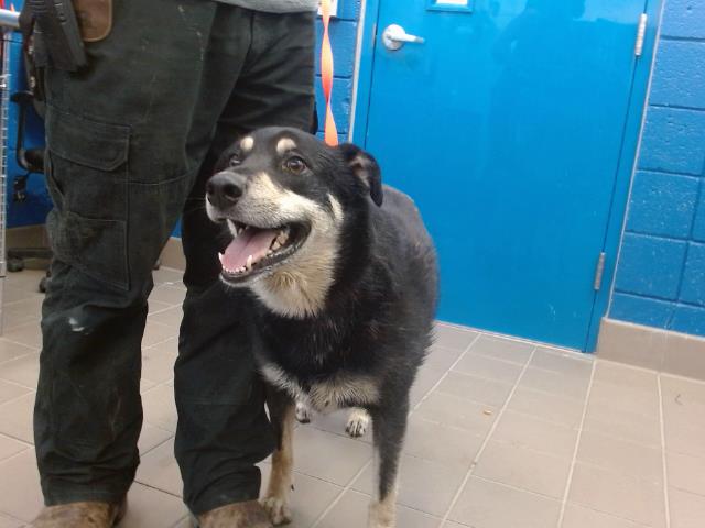 adoptable Dog in Albuquerque, NM named JESSICA LILY