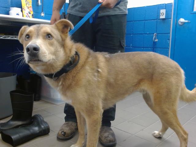 adoptable Dog in Albuquerque, NM named FINNEY