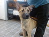 adoptable Dog in  named BARBECUE