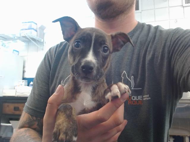 adoptable Dog in Albuquerque, NM named GUMBO