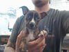 adoptable Dog in  named GUMBO