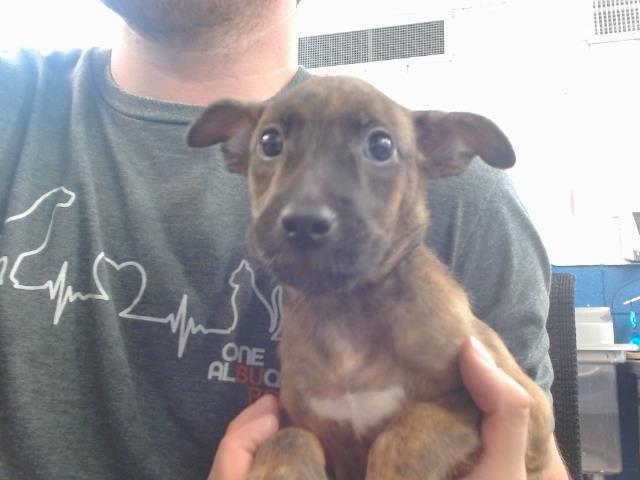 adoptable Dog in Albuquerque, NM named BENSON