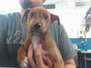 adoptable Dog in  named BEEFARONI