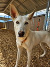 adoptable Dog in  named OAKLEY