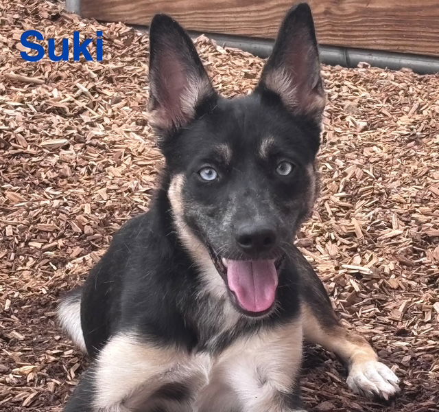 adoptable Dog in Albuquerque, NM named SUKI