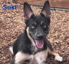 adoptable Dog in  named SUKI