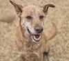 adoptable Dog in  named HAZEL