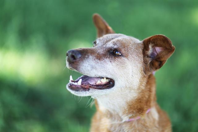 adoptable Dog in Albuquerque, NM named HAZEL