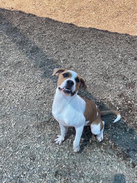 adoptable Dog in Albuquerque, NM named CHARLIE